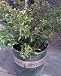 Texas Scarlet Flowering Quince Two Gallon Plant