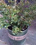 Texas Scarlet Flowering Quince Two Gallon Plant