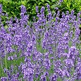 耐暑性ラベンダー：長崎ラベンダー：リトルマミー3号ポット 2株セット