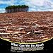 What Can We Do about Deforestation? (Protecting Our Planet)