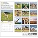 Giraffes National Geographic 2015 Wall Calendar