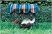 Green Kittywalk KABANA for Cats