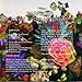 Darkstar, News from Nowhere [&#x8F38;&#x5165;&#x76E4;CD] (WARPCD225), 発売中