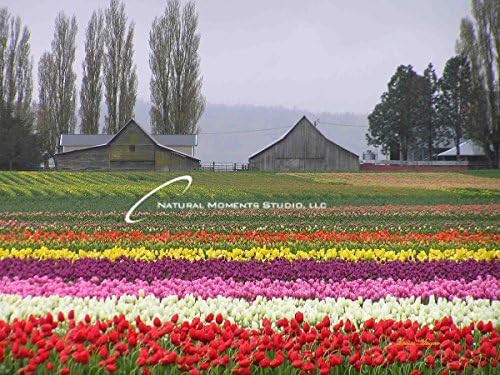 Historic Tulip Town Barns (YCF160) Ready to Hang Giclee Canvas Print