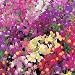 3,000 Seeds, Snapdragon "Royal Mixture" (Linaria maroccana) Seeds By Seed Needs