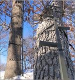 KillZone 3 Section Tree Stand Climbing Sticks 5O