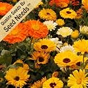 500 Seeds, Calendula "Mixed" (Calendula officinalis) Seeds by Seed Needs