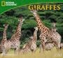 Giraffes - 2010 National Geographic Wall Calendar