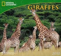 Giraffes - 2010 National Geographic Wall Calendar
