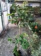 Tropic White Guava Tree, Five Gallon Container