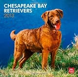 Chesapeake Bay Retrievers 2013 - Original BrownTrout-Kalender