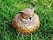 Owl Portly - Medium