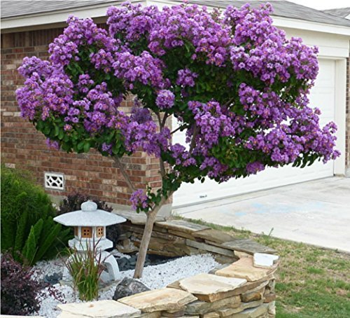 Catawba Crape Myrtle - Medium / Mature Height: 10-15' - (Plant, Shrub, Tree Size at Shipping / 1 Gallon 1-3 Foot Height) Catawba Crape Myrtle - Medium / Mature Height: 10-15' - (Plant, Shrub, Tree Size at Shipping / 1 Gallon 1-3 Foot Height)