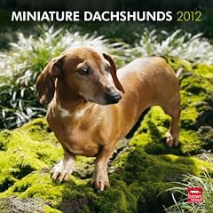 Dachshunds, Miniature 2012 Wall