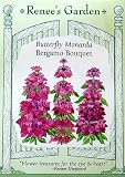 Monarda Bergamo Bouquet Seeds 50 Seeds 61oe1Dq858L. SL160 Monarda Bergamo Bouquet Seeds 50 Seeds