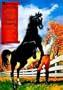 Black Beauty (Illus. Classics) HARDCOVER (Saddleback's Illustrated Classics)