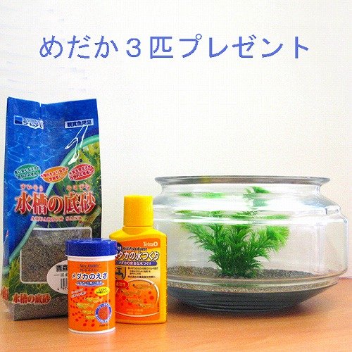 めだか鉢セット　ドラムＦタイプ