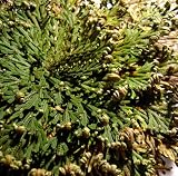 Rose von Jericho - Selaginella lepidophylla