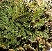 Garten & Freizeit : Rose von Jericho - Selaginella lepidophylla