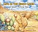 Life in the Slow Lane: A Desert Tortoise Tale