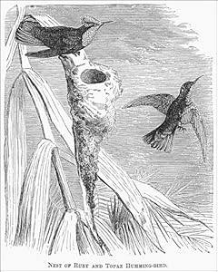 HUMMINGBIRDS. /nNest of ruby and topaz hummingbirds. Line engraving, 19th Photographic Print