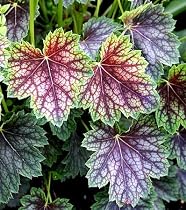 Heuchera Dale's Strain 25 Plants