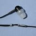 HEAD-DIRECT RE0 In-ear Headphones