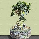 Fukien Tea Bonsai