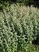 Buddleia Mint (Mentha Longifolia Buddleia Mint Group) in Flower Photographic Poster P...