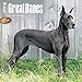 Great Danes 2016 Wall Calendar