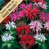 25 Seeds, Bee Balm "Panorama Mix" (Monarda didyma) Seeds by Seed Needs