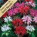 25 Seeds, Bee Balm "Panorama Mix" (Monarda didyma) Seeds by Seed Needs