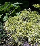 Amazon / Hirts: Perennial: Golden Japanese Forest Grass -Hakonechloa- Shade Lover