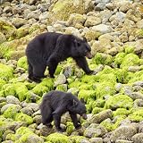 VWPics Animals - Black Bear mother with two cubs walks beach in search of food.Vancouver Island,British Columbia,CA - Mouse Pads