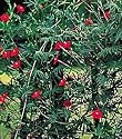 Cardinal Climber 25 Seeds - Cypress Vine