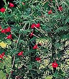 Cardinal Climber 25 Seeds - Cypress Vine