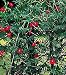 Cardinal Climber 25 Seeds - Cypress Vine