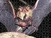 Jigsaw of Gould s long-eared bat (Nyctophilus gouldi) female with two young, New South... from Ardea