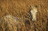 61p%2Bq2Ew0HL. SL160  Safari LTD Camarague colt Laminated Poster