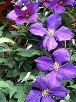 1 Clematis Jackmanii Vine