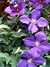 Clematis Jackmanii Vine - Velvety-Purple - Potted Clematis Jackmanii Vine - Velvety-Purple - Potted