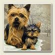 AbsorbaStone Coaster set~ Yorkshire Terrier ~4 Tile Drink Coasters ~ code 830C