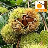 栗（クリ）：利平（リヘイ）4～5号ポット[粉質で甘味の強い中生中大果種 黄色の果肉][苗木]