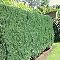 Scheinzypressen Hecke - 40 heckenpflanzen