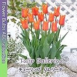 ★ 【春色】チューリップ　バレリーナ【オランダからの花便り】【秋植え球根】５球