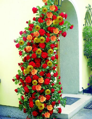 Kletterrosen, je 2 Pflanze rot, rosa oder gelb bl&uuml;hend Preisvergleich