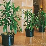 Round Ceramic Azalea Planter Size-Color - 8.5 diam. x 6.5H inches - Hunter Gloss Round Ceramic Azalea Planter Size-Color - 8.5 diam. x 6.5H inches - Hunter Gloss