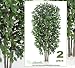 TWO 7' Very Full Ficus Real Wood Trunks Artificial Trees Silk Plants