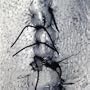 Infliction