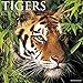 2016 Tigers Wall Calendar